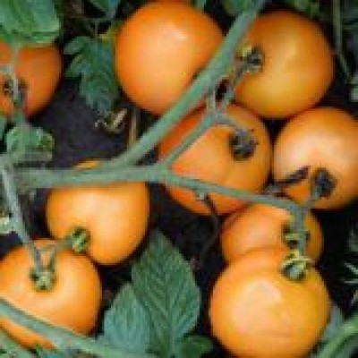Семена томата жёлтого Флоренс F1 (1000 семян), Libra Seeds (Erste Zaden)